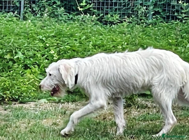 WINSTON, a handsome & gentle boy for a Loving Home