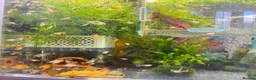 Platies fish for sale: small Platy, Guppy,shrimps &Bristlenose Pleco  - Advert 29