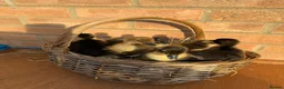 Ducks poultry for sale: 🐣 7x Indian Runner ducklings - UNSEXED 🐣 - Advert 3
