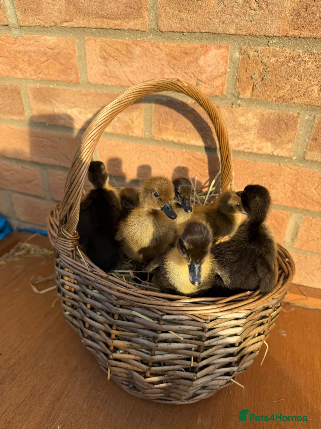 Ducks poultry for sale: 🐣 7x Indian Runner ducklings - UNSEXED 🐣 - Advert 3