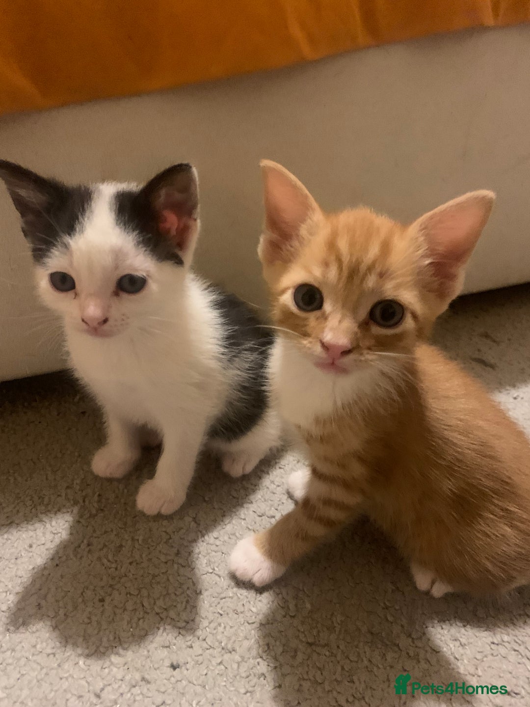 Mixed Breed cats for sale: Adorable kittens looking for a new family - Image 2