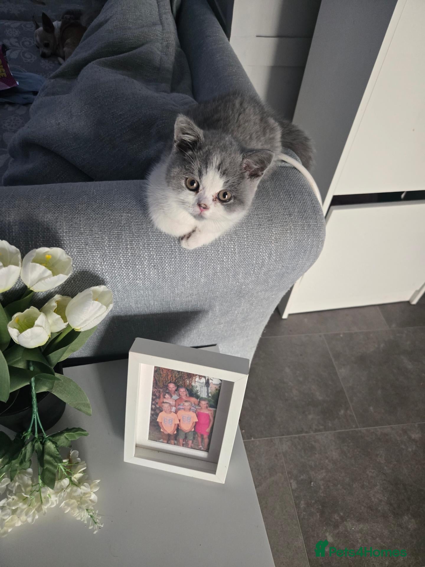 British Shorthair cats 2 boys available British shorthairs ready now  - Advert 3