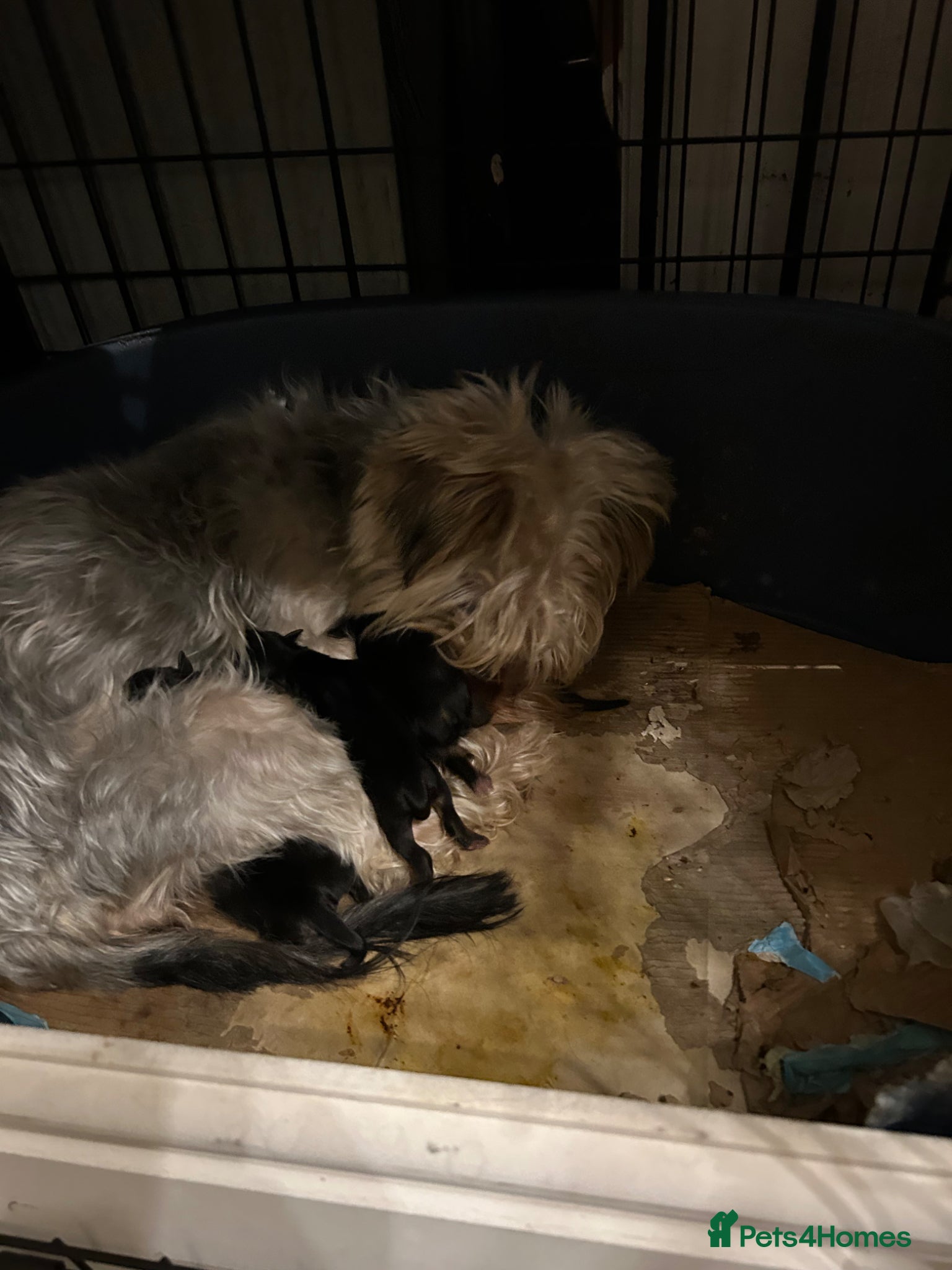 Yorkshire Terrier dogs Pedigree Yorkshire terrier pups  - Advert 14