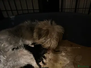 Yorkshire Terrier dogs Pedigree Yorkshire terrier pups - Advert 9