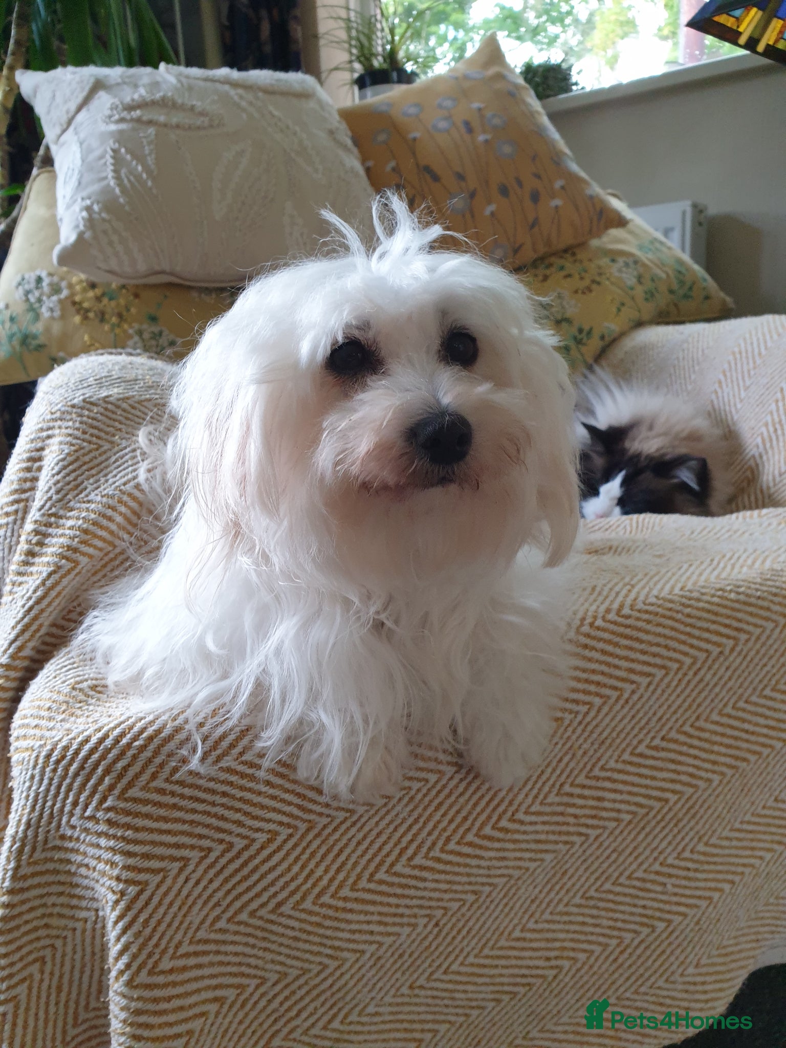 Coton De Tulear dogs for sale: K. C. reg. Coton de tulear - health tested - Advert 3