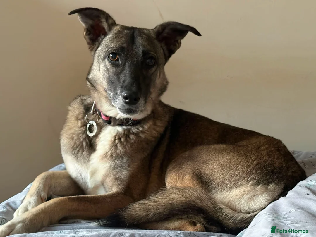 Mixed Breed dogs for adoption: Havannah - Norwich Norfolk  - Advert 6
