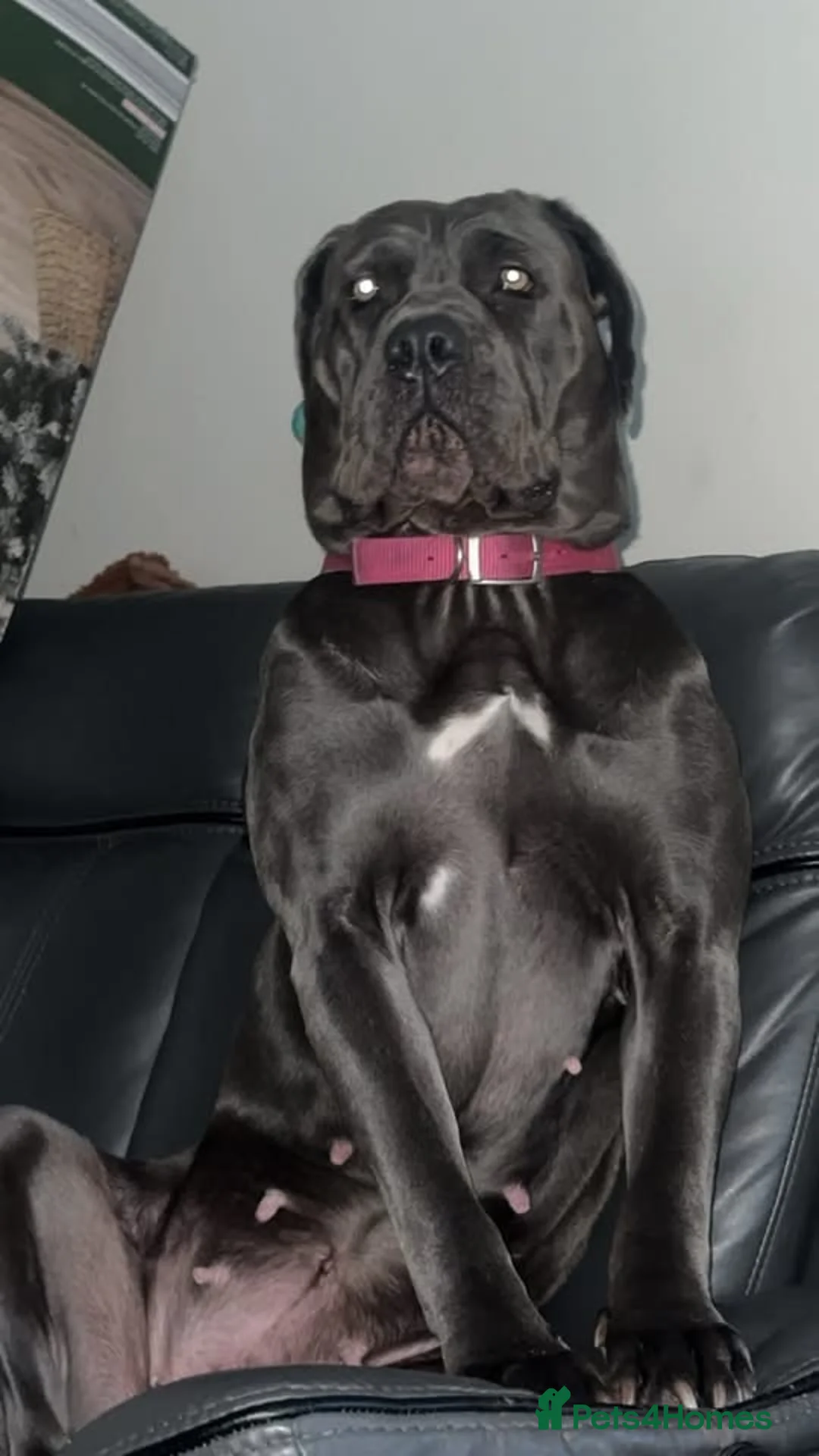 Cane Corso dogs for sale: Cane corso  - Advert 3