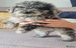 Labradoodle dogs for sale: Labradoodle puppy READY TO LEAVE - Image 12