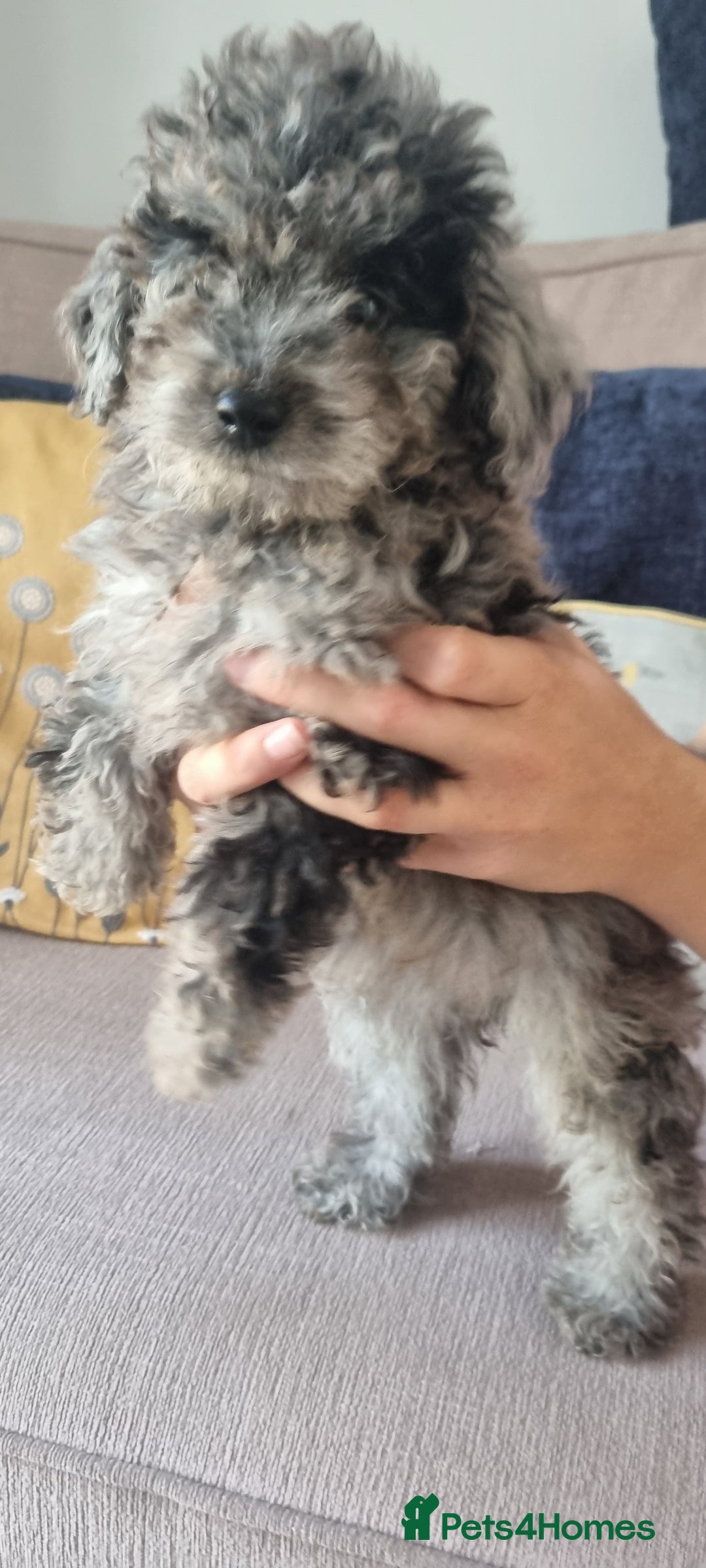 Labradoodle dogs for sale: Labradoodle puppy READY TO LEAVE - Image 12