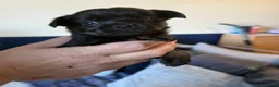 Chorkie dogs for sale: One gorgeous boy left  - Advert 12