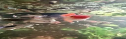 Other/Mixed Breed fish for sale: Mixed Guppy fry - Advert 2