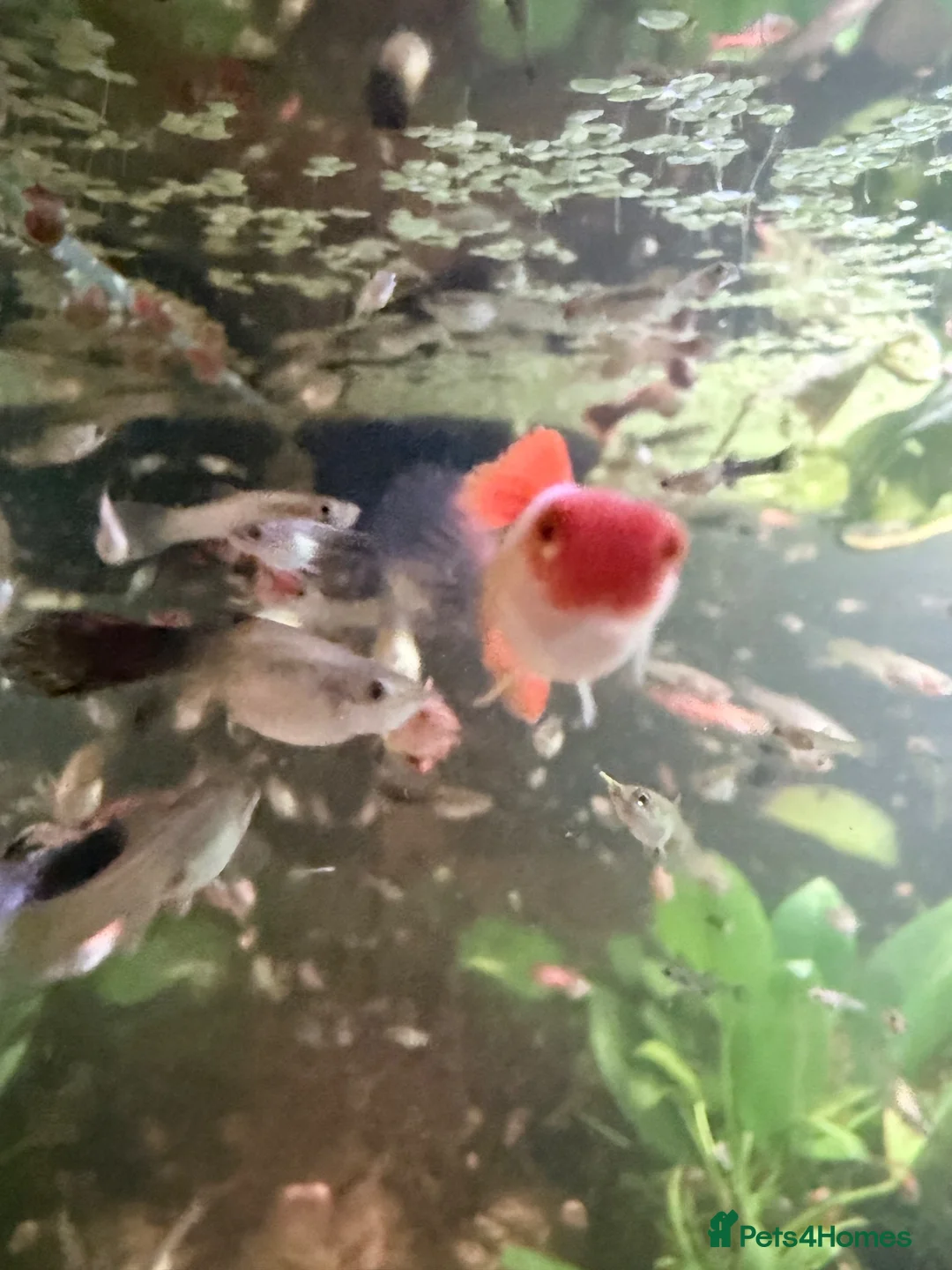 Other/Mixed Breed fish for sale: Mixed Guppy fry - Advert 2