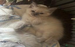 Ragdoll cats for sale: BEAUTIFUL RAGDOLL KITTENS - Image 3