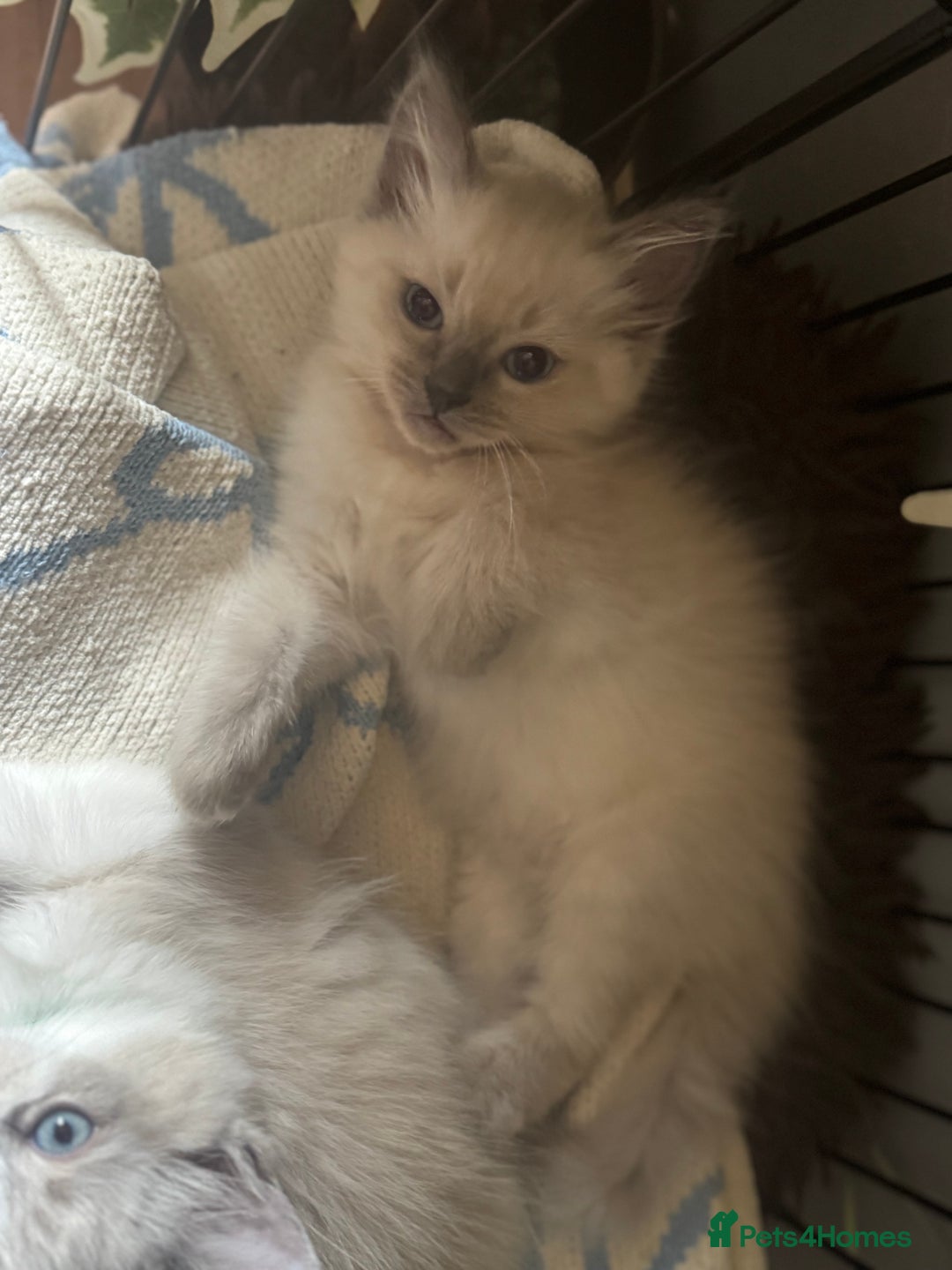 Ragdoll cats for sale: BEAUTIFUL RAGDOLL KITTENS - Image 3