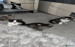 Savannah cats for sale: F7 Savannah cats  - Image 5
