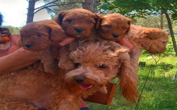 Toy Poodle dogs for sale: Adorable Toy Poodle Puppies – Ready  - Image 3