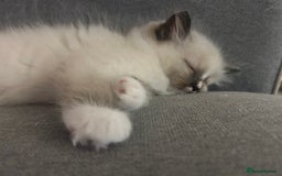 Ragdoll cats for sale: Adorable ragdoll kittens - Image 1