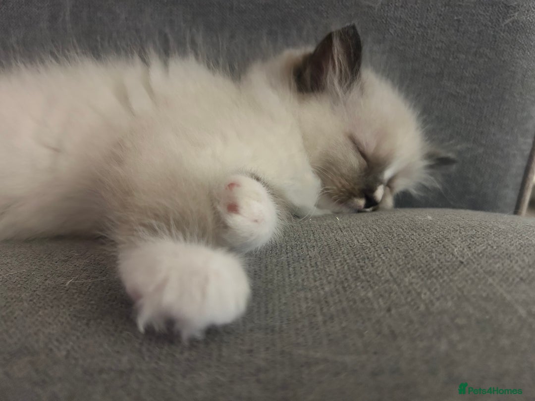 Ragdoll cats for sale: Adorable ragdoll kittens - Image 1
