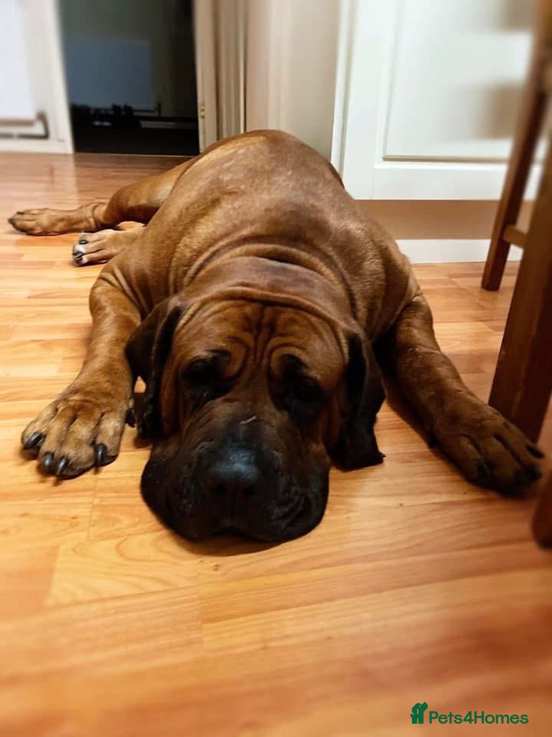 Boerboel dogs for sale: QUALITY NABBR REGISTERED PUPS!  - Advert 18