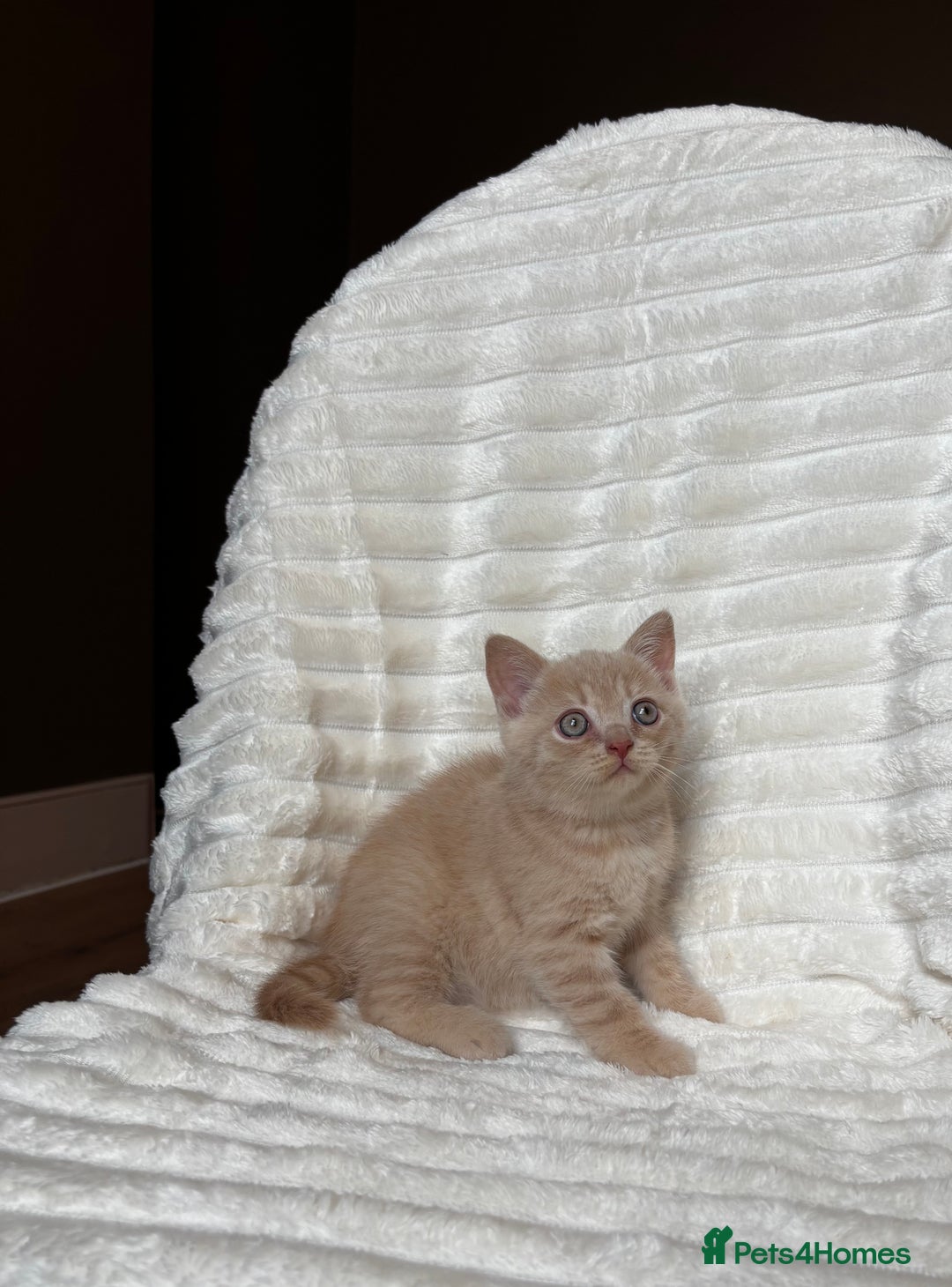 British Shorthair cats for sale: OUTSTANDING GCCF + HEALTH TESTED BSH + BLH KITTENS - Image 15