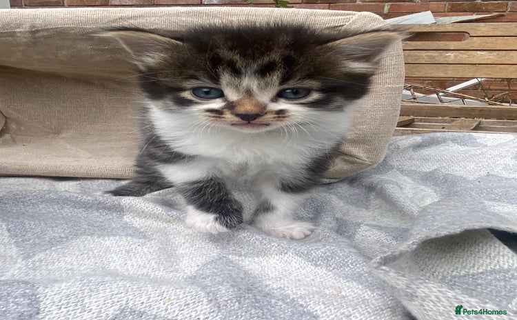 Mixed Breed cats - Advert 11