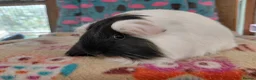 Guinea Pig rodents for sale: Young Adult Longhaired Sows For Retirement Homes  - Advert 10