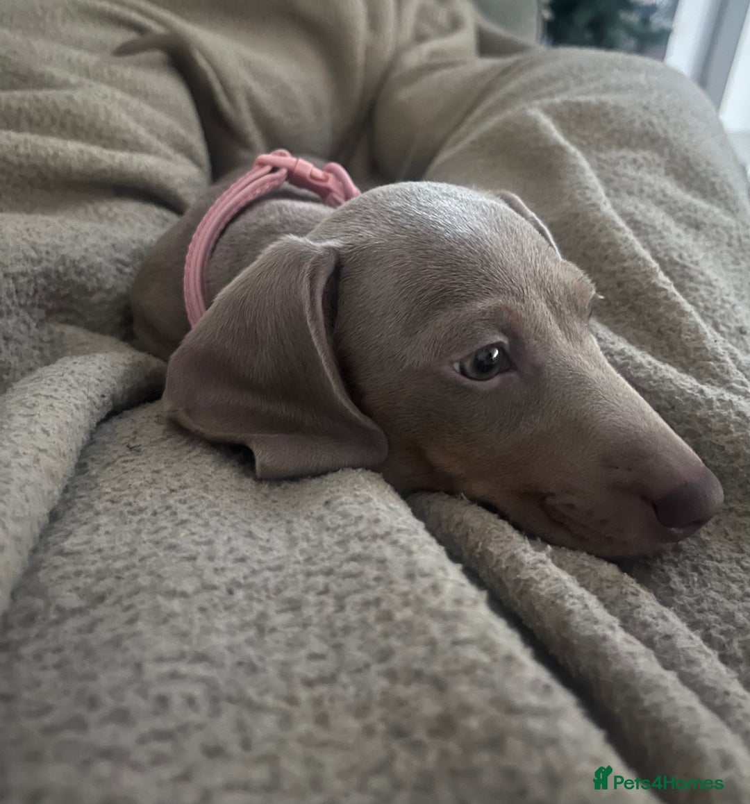 Miniature Dachshund dogs for sale: 8 month miniature dachshund for sale - Image 12