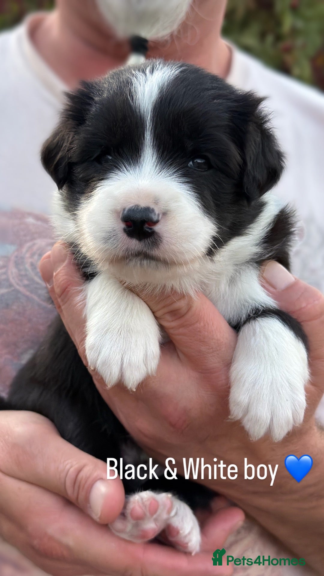 Border Collie dogs Beautiful Champion Line Puppies  - Advert 2
