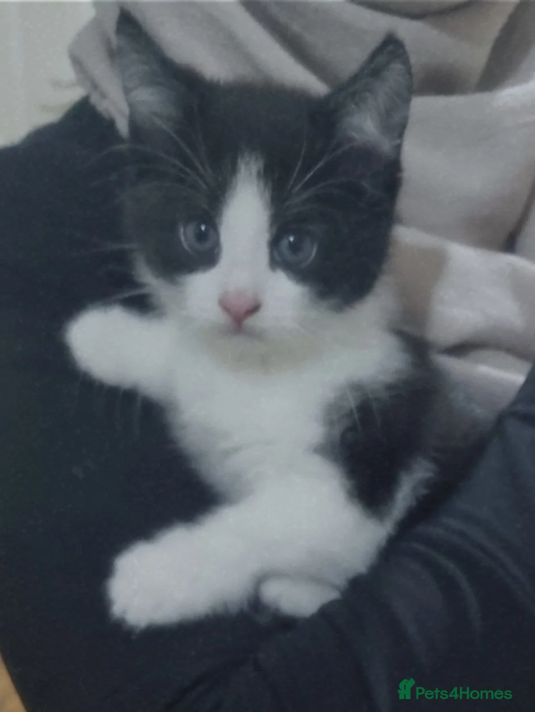Domestic Shorthair cats for sale: Black and white kitten and mother  - Advert 2