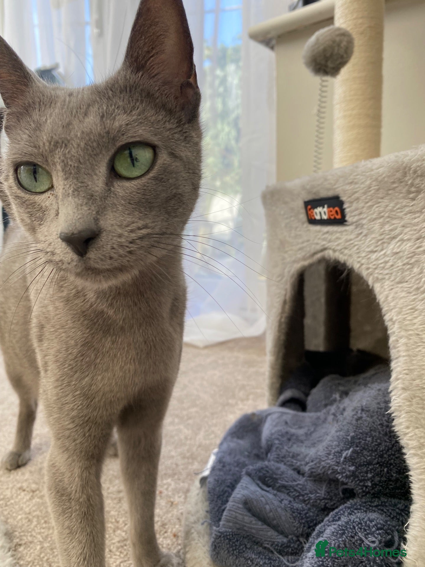Russian Blue cats 💙6 Majestic Pure Pedigree Russian Blue Kittens💙 - Advert 4