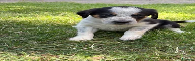 Border Collie boy 3