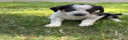 Border Collie dogs for sale: Border collie puppies  - Advert 20
