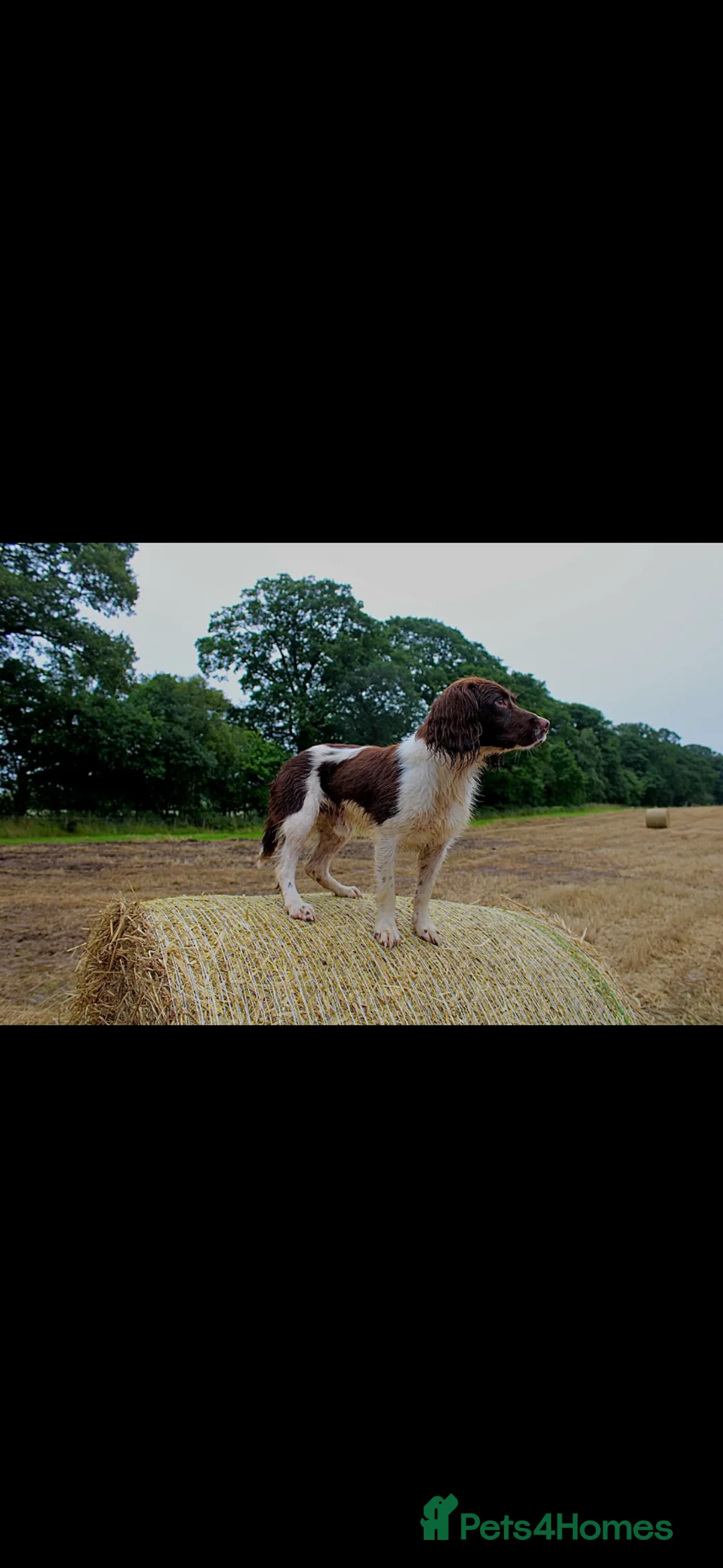 English Springer Spaniel dogs for sale: Male Springer Spaniel  - Advert 3