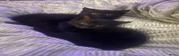Mixed Breed cats for sale: Halloween babies - Advert 6