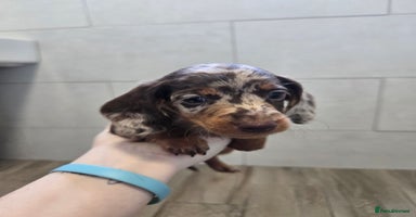 Miniature Dachshund dogs - Advert 10