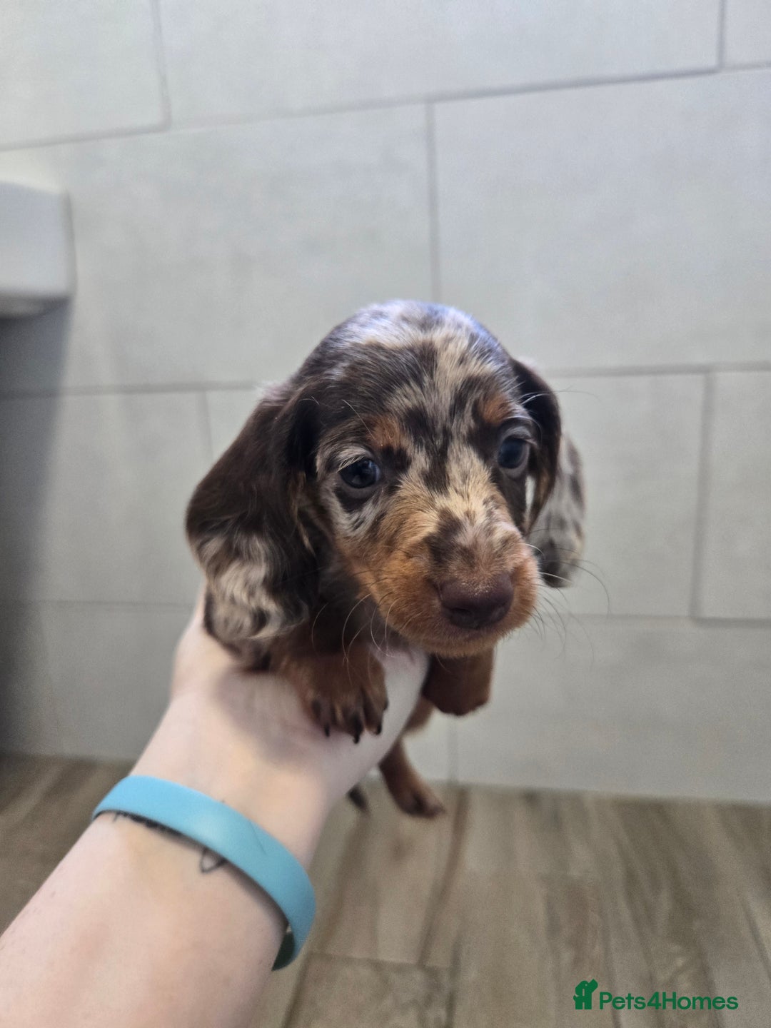 Miniature Dachshund dogs for sale: Beautiful Dachshund puppies  - Image 2