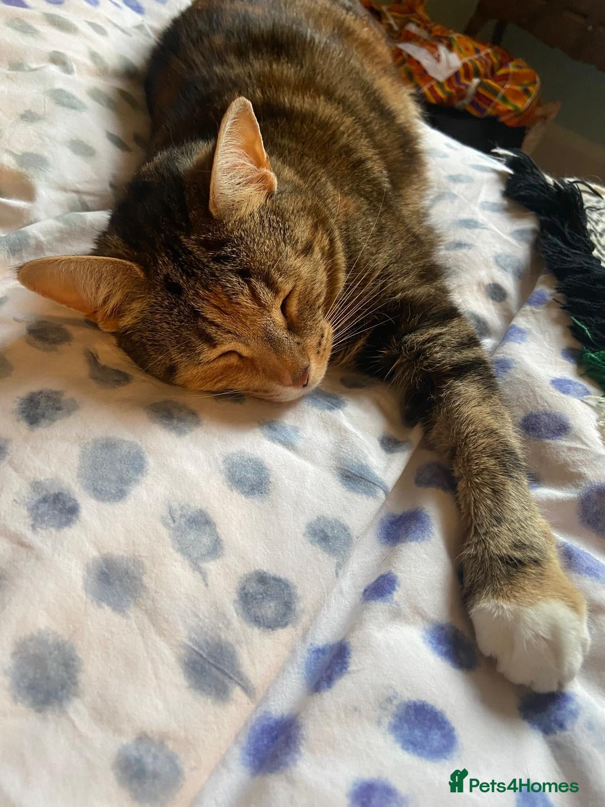 Mixed Breed cats for sale: Free: Tigrina and Ombra, sweet and playful sisters - Advert 11