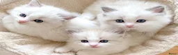 Ragdoll cats for sale: READY NOW ***** INDOOR PEDIGREE RAGDOLL KITTENS - Advert 13