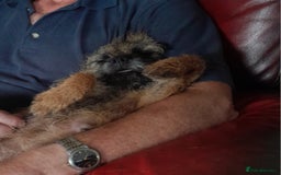 Border Terrier dogs for sale: KC REG SLEM CLEAR PUPPIES - Image 3