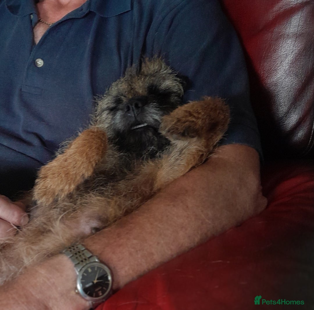 Border Terrier dogs for sale: KC REG SLEM CLEAR PUPPIES - Image 3