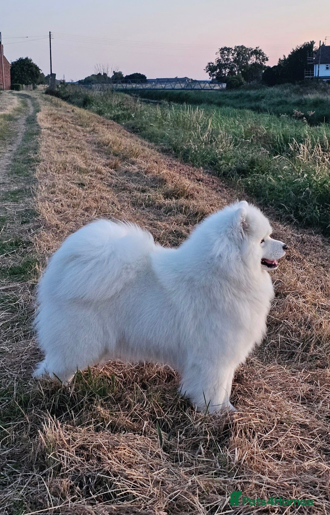 Samoyed dogs for stud: Top Quality KC Proven stud with Champion lineage  - Image 1