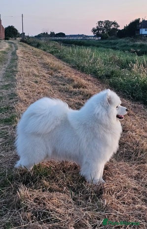 Samoyed dogs - Advert 1