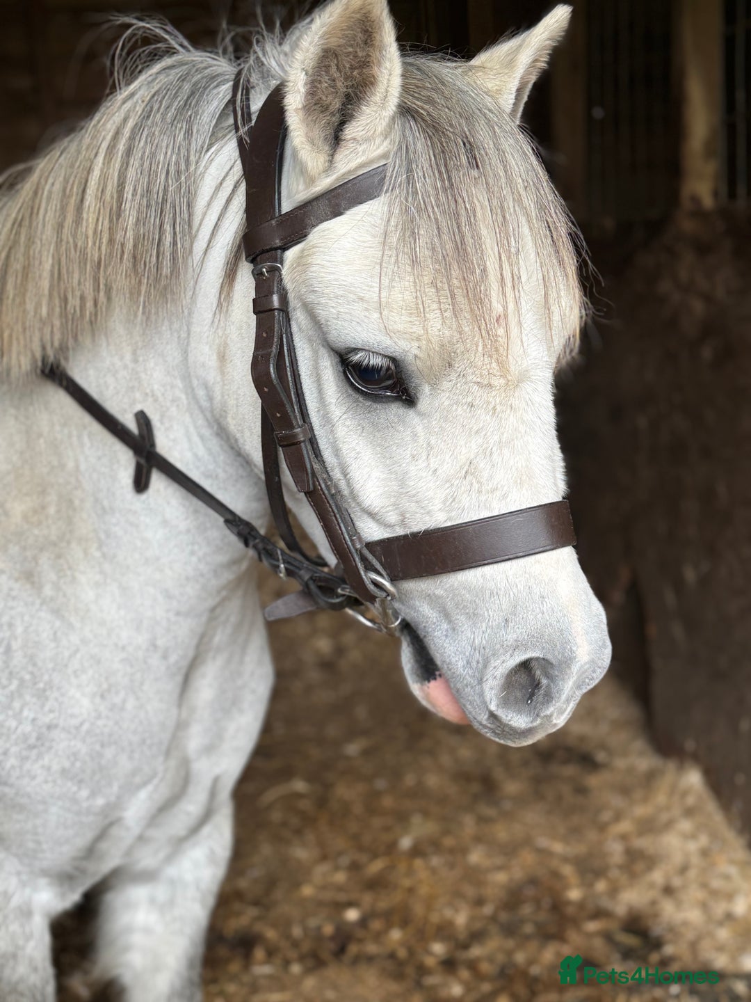 Welsh Section A horses for sale: Child’s pony - Image 3