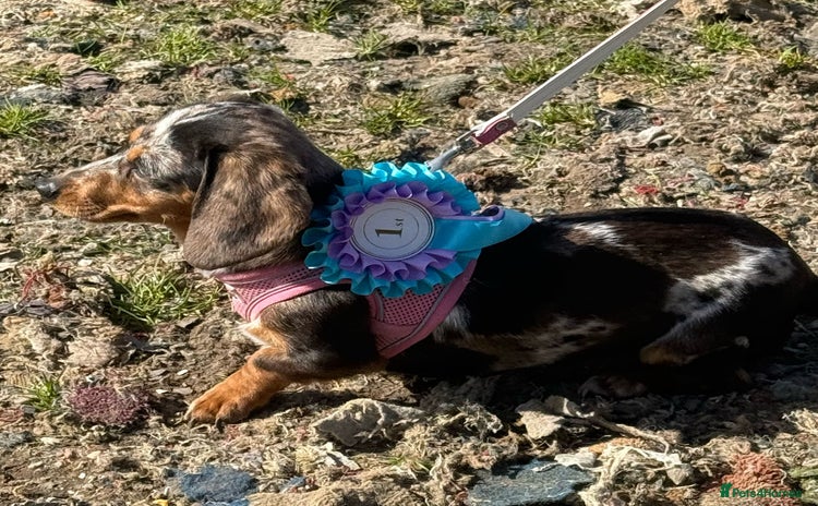 Miniature Dachshund dogs - Advert 2