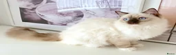 Ragdoll cats for sale: GCCF ACTIVE (FOR BREEDING) SEAL POINT MITTED GIRL - Advert 30