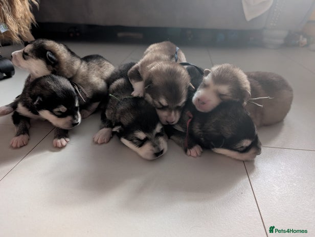 Alaskan Malamute dogs - Advert 3