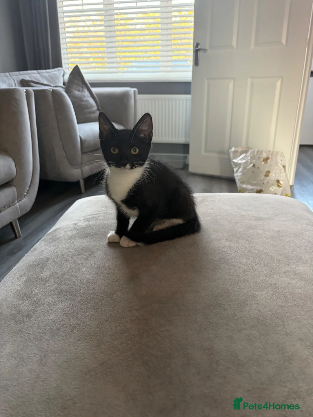 Mixed Breed cats for sale: Adorable kittens 🐈‍⬛  - Advert 2