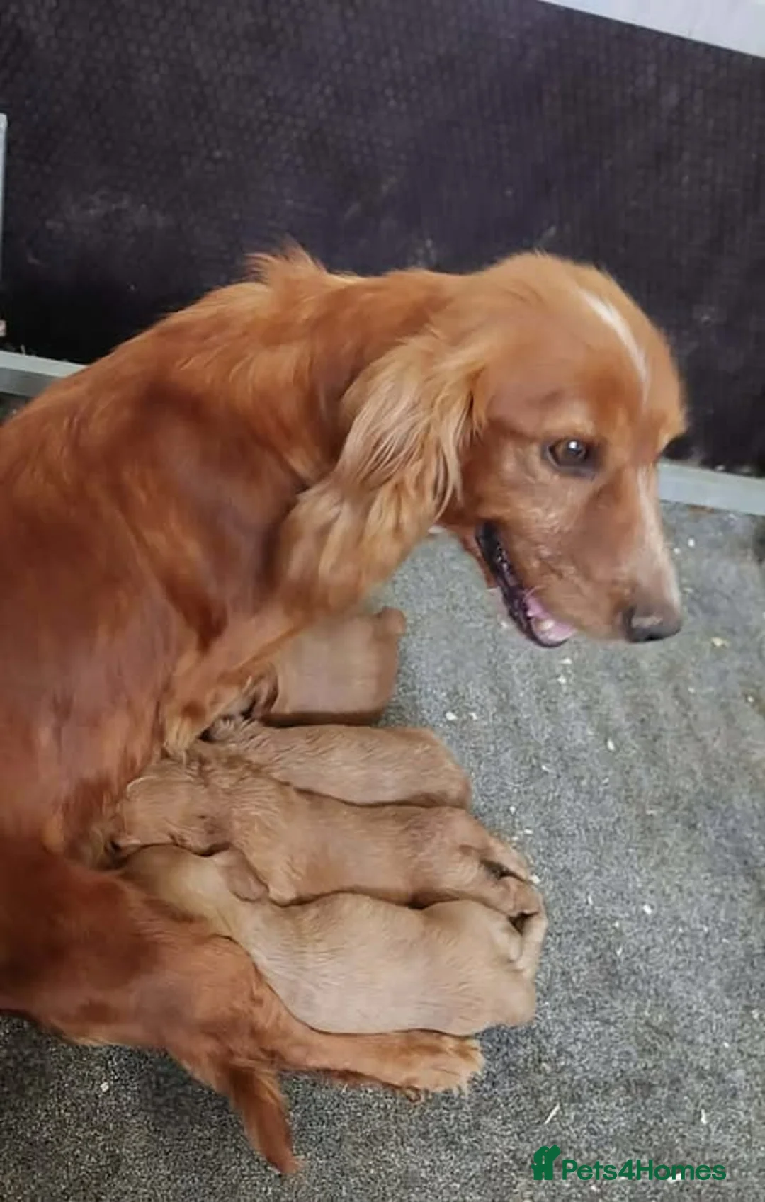 Cocker Spaniel dogs for sale: KC registered working Cocker Spaniel pups for sale - Advert 2