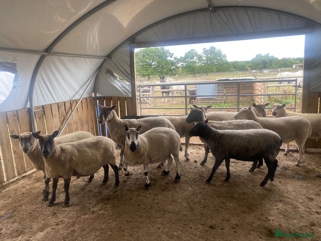 Sheep livestock for sale: 12 Ewes  - Image 4