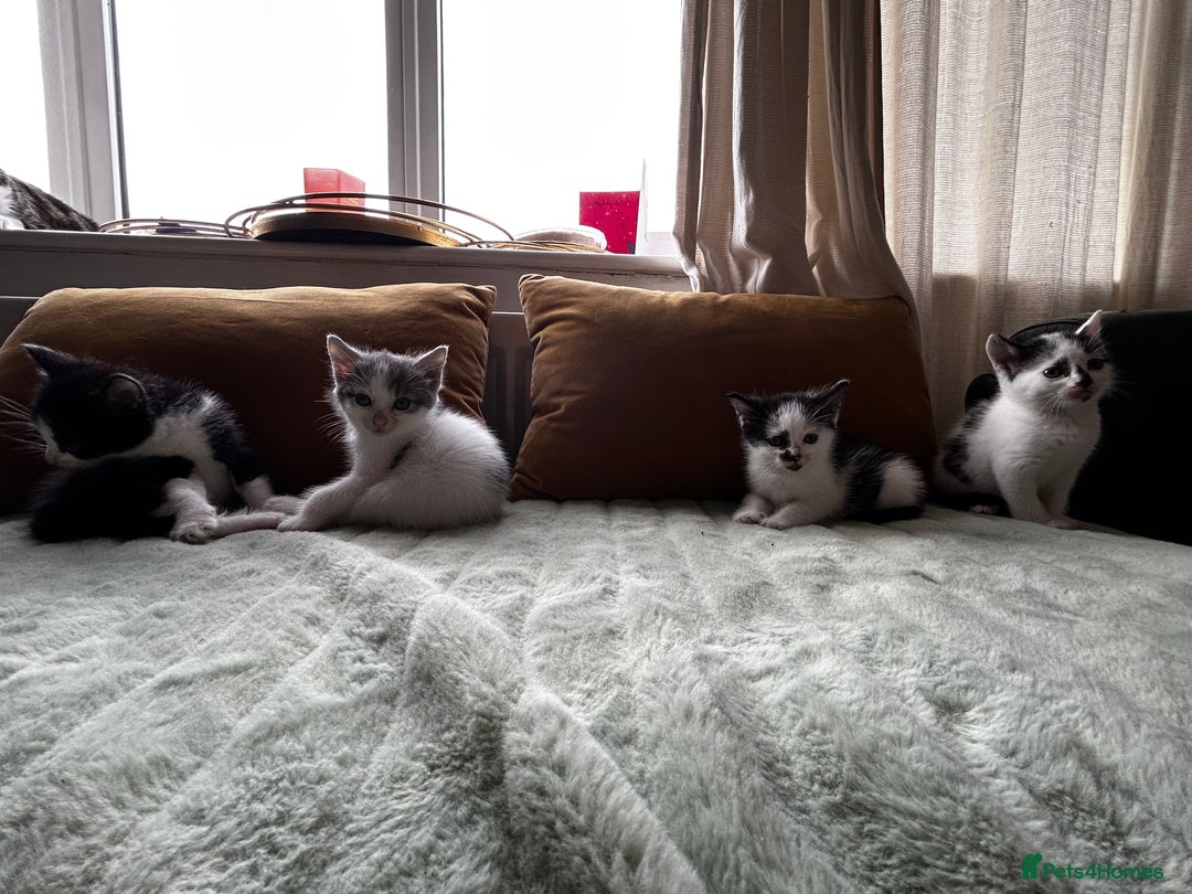 Mixed Breed cats for sale: Mixed breed longer haired  - Image 4